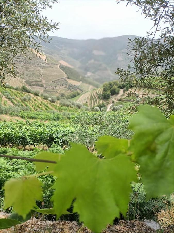 Quinta Da Laceira - Douro Valley - Alojamento Local Vila Real Buitenkant foto